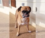 Small Photo #3 Boston Terrier-Boxer Mix Puppy For Sale in Little Elm, TX, USA
