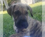 Small #1 Irish Dane