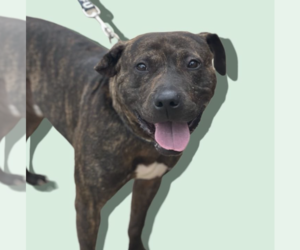 Mutt Dogs for adoption in Rockville, MD, USA