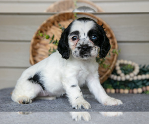 Medium Cocker Spaniel