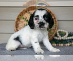 Puppy Jenny Cocker Spaniel