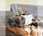 Small #1 American Pit Bull Terrier