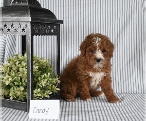 Poodle (Miniature) Puppy for sale in HOLMESVILLE, OH, USA