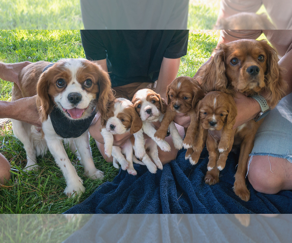 Medium Photo #1 Cavalier King Charles Spaniel Puppy For Sale in ALBUQUERQUE, NM, USA