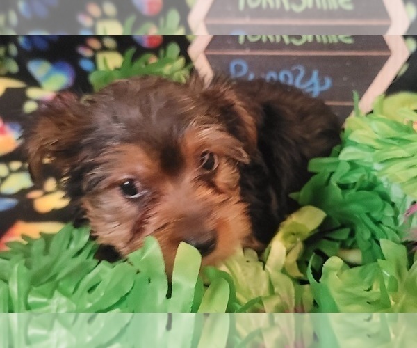 Medium Photo #4 Yorkshire Terrier Puppy For Sale in AKRON, OH, USA