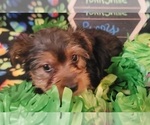 Small Photo #4 Yorkshire Terrier Puppy For Sale in AKRON, OH, USA