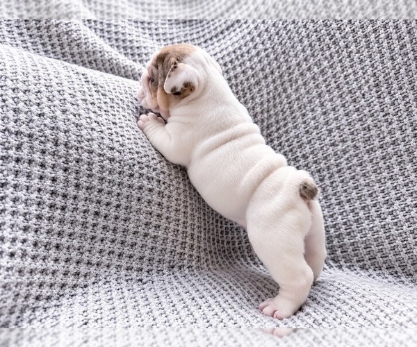 Medium Photo #2 Bulldog Puppy For Sale in HUTCHINSON, KS, USA