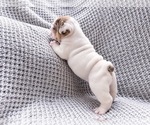 Jinx - Female Bulldog Puppy for Sale - Photo #2