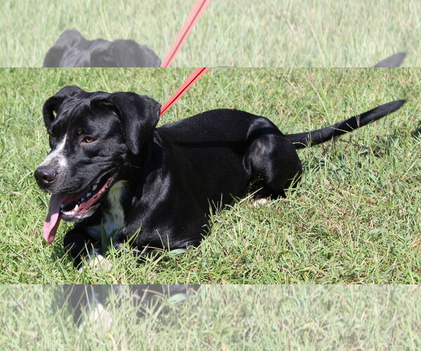 Medium Photo #4 Boxer-Unknown Mix Puppy For Sale in Prattville, AL, USA
