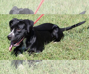 Dottie 44183 - Female Boxer-Unknown Mix Dog for Adoption - Photo #4