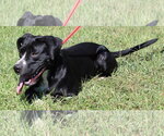 Small Photo #4 Boxer-Unknown Mix Puppy For Sale in Prattville, AL, USA