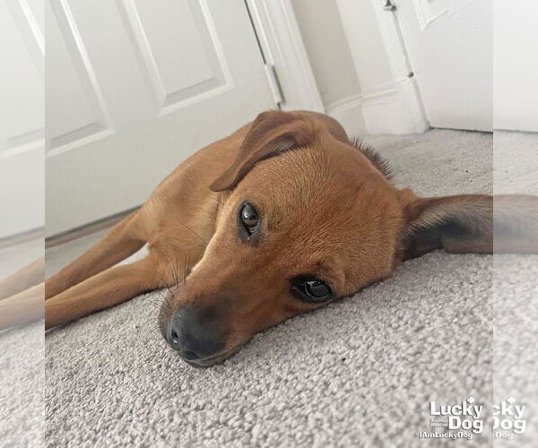 Medium Photo #5 Labrador Retriever-Unknown Mix Puppy For Sale in Washington, DC, USA