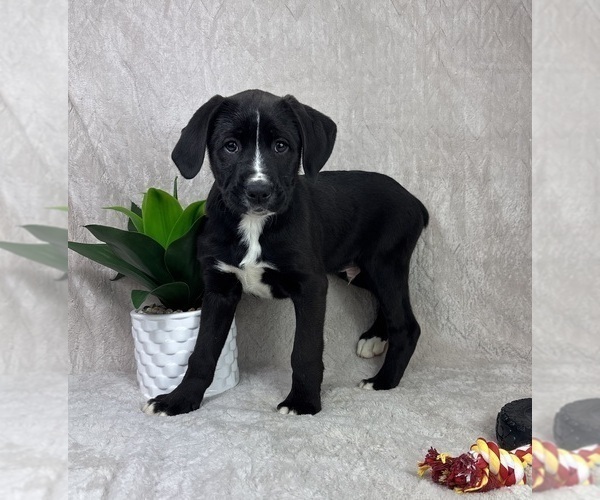 Medium Photo #1 Boxador Puppy For Sale in FRANKLIN, IN, USA