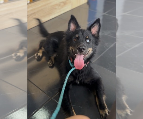 Medium Photo #1 Australian Shepherd-Unknown Mix Puppy For Sale in Escondido, CA, USA