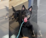 Jazz - Male Australian Shepherd-Unknown Mix Dog for Adoption - Small photo