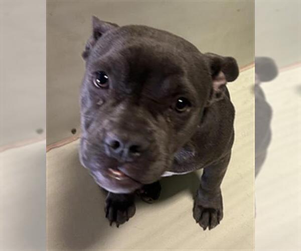 Medium Photo #1 Mutt Puppy For Sale in Bakersfield, CA, USA