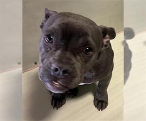 Mutt Dogs for adoption in Bakersfield, CA, USA