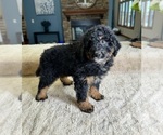 Small Photo #1 Bernedoodle (Miniature) Puppy For Sale in GREENFIELD, IN, USA