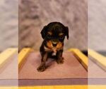 Puppy 1 Cavalier King Charles Spaniel-Miniature Australian Shepherd Mix
