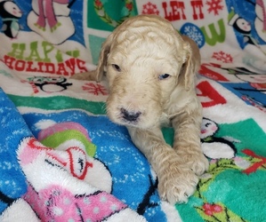 Goldendoodle Puppy for sale in FALLBROOK, CA, USA