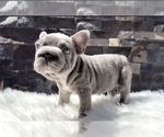 Small French Bulldog