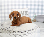 Small Photo #4 Dachshund Puppy For Sale in MARIETTA, GA, USA