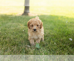 Small #2 Goldendoodle-Poodle (Miniature) Mix