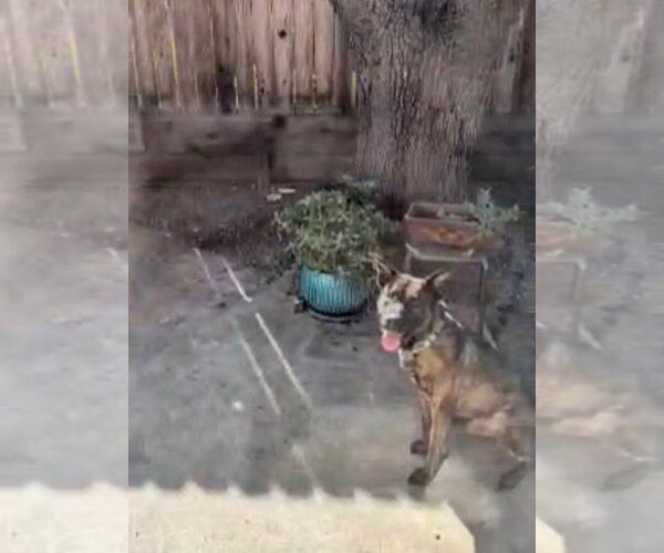 Medium Photo #2 Holland Shepherd-Unknown Mix Puppy For Sale in Woodland Hills, CA, USA