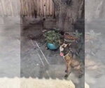 Small Photo #2 Holland Shepherd-Unknown Mix Puppy For Sale in Woodland Hills, CA, USA