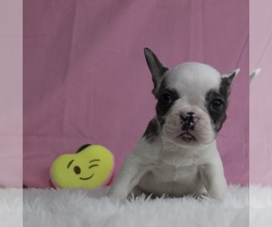 French Bulldog Dog for Adoption in CHESAPEAKE, Virginia USA