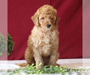 Goldendoodle-Poodle (Miniature) Mix Puppy for sale in GORDONVILLE, PA, USA