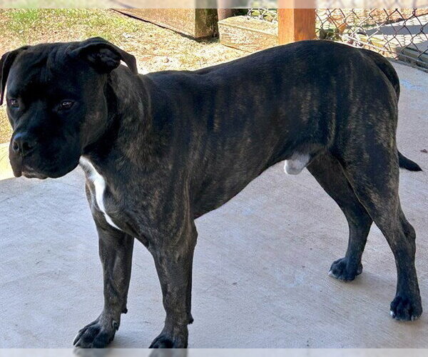 Medium Photo #1 Staffordshire Bull Terrier Puppy For Sale in Grovetown, GA, USA
