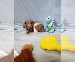 Small Photo #5 Dachshund Puppy For Sale in RICHMOND, TX, USA