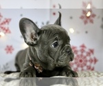 Small Photo #1 French Bulldog Puppy For Sale in ERIAL, NJ, USA