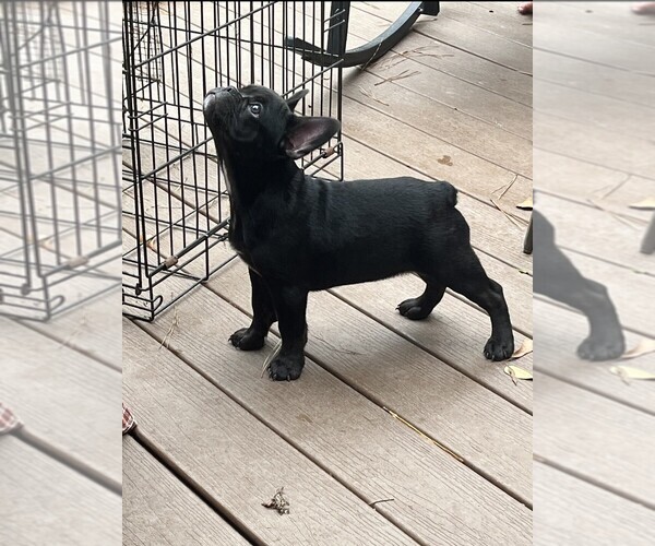 Medium Photo #6 French Bulldog Puppy For Sale in COLUMBUS, GA, USA