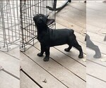 Small #5 French Bulldog