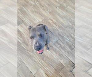 American Staffordshire Terrier-Unknown Mix Dogs for adoption in San Antonio, TX, USA