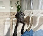 Small #9 American Pit Bull Terrier-Staffordshire Bull Terrier Mix