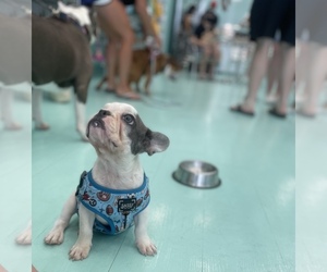French Bulldog Puppy for sale in VIRGINIA BCH, VA, USA
