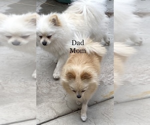 Father of the Pomeranian puppies born on 01/19/2023