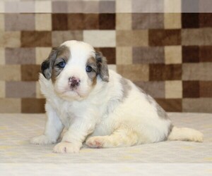 Bernedoodle (Miniature) Puppy for Sale in DENVER, Pennsylvania USA