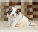 Small Bernedoodle (Miniature)