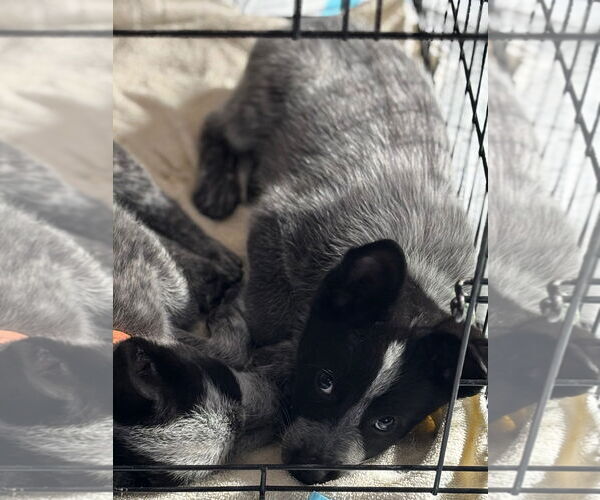 Medium Photo #2 Mutt Puppy For Sale in Sandy, UT, USA