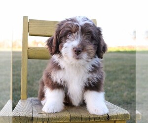 Aussie-Poo Puppy for sale in ARTHUR, IL, USA