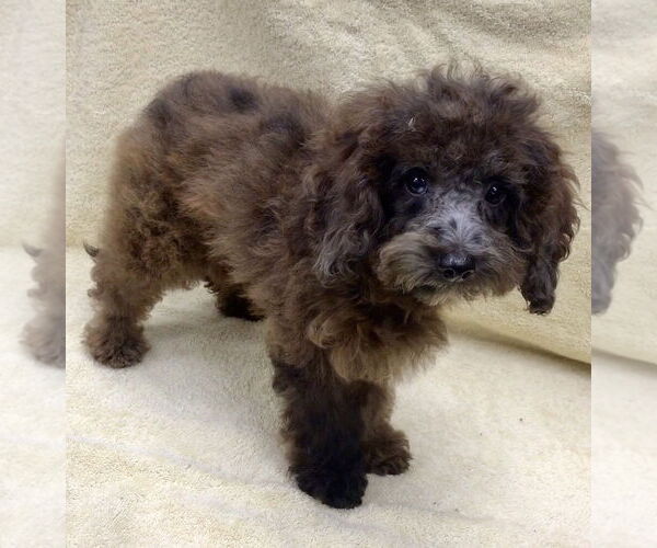 Medium Photo #5 Cockapoo Puppy For Sale in Lincolnwood, IL, USA