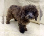 Small #4 Cockapoo