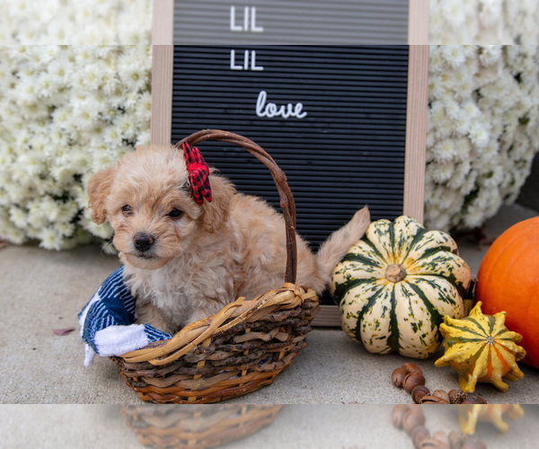 Medium Photo #3 Miniature Labradoodle Puppy For Sale in SHIPSHEWANA, IN, USA