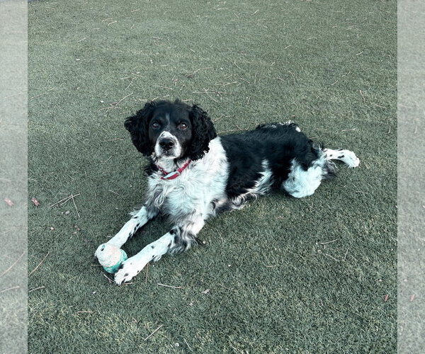 Medium Photo #3 - Mix Puppy For Sale in Curwensville, PA, USA