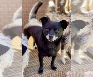 Chihuahua-Schipperke Mix Dogs for adoption in Newport Beach, CA, USA
