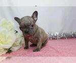 Small Photo #6 French Bulldog Puppy For Sale in FREDERICKSBG, OH, USA